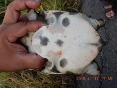 Pelodiscus sinensis