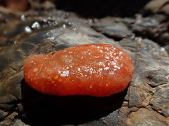 Aplidium benhami