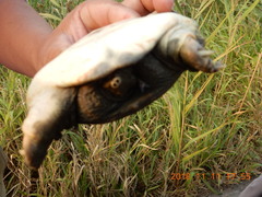 Pelodiscus sinensis