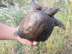 Pelodiscus sinensis