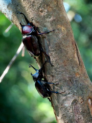 Trypoxylus dichotomus tsunobosonis