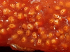 Aplidium benhami