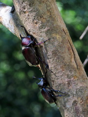 Trypoxylus dichotomus tsunobosonis