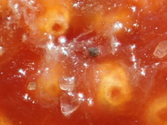 Aplidium benhami