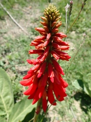 Erythrina zeyheri