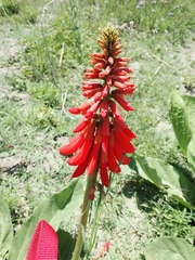 Erythrina zeyheri