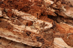 Stolotermes ruficeps