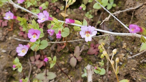 Erythranthe acutidens (Erythranthe acutidens)