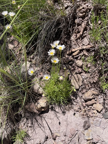 Sivinsk's erigeron (Erigeron sivinskii)