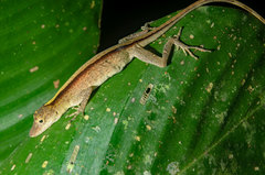 Brown-Eared Anole photo 2