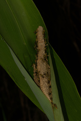 Ropalidia ornaticeps