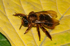 Xylocopa tranquebarica