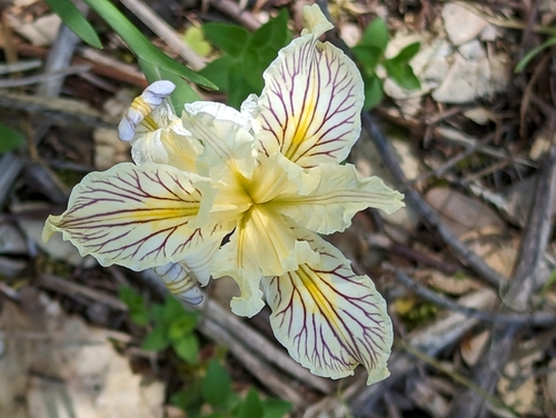 Image of Iris bracteata by (c) David Anderson, some rights reserved (CC BY)