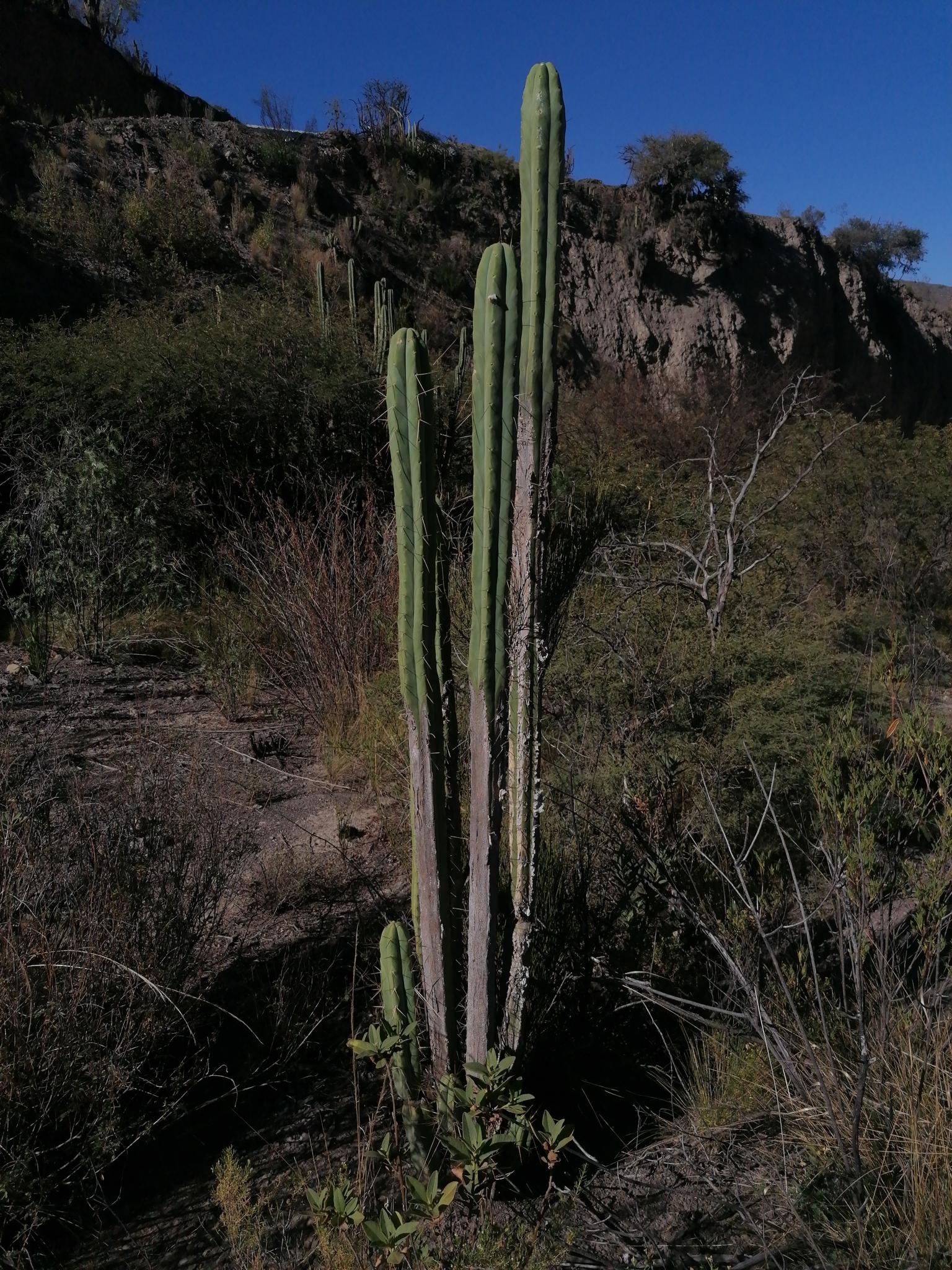 Echinopsis lageniformis