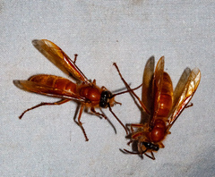 Provespa barthelemyi