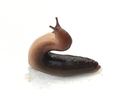 Gastropoda