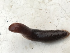 Gastropoda