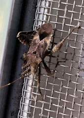 Acanthocoris scabrator