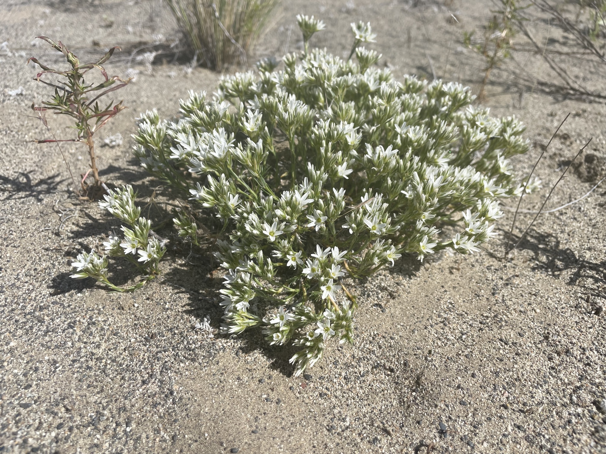 Eremogone franklinii var. thompsonii