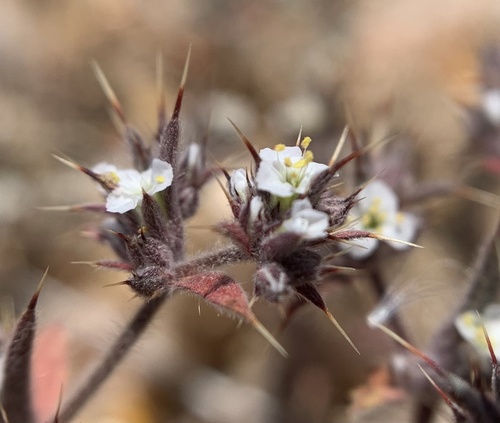 Chorizanthe spinosa S.Watson
