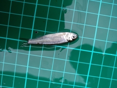 Opsariichthys evolans