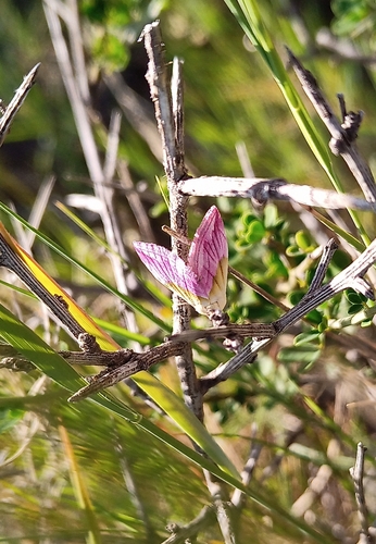 Morička purpurová (Eublemma purpurina)