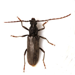 Derolus duffyi
