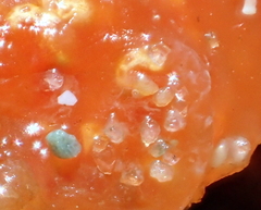 Aplidium benhami