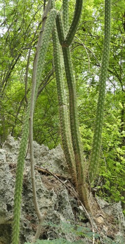 Harrisia brookii