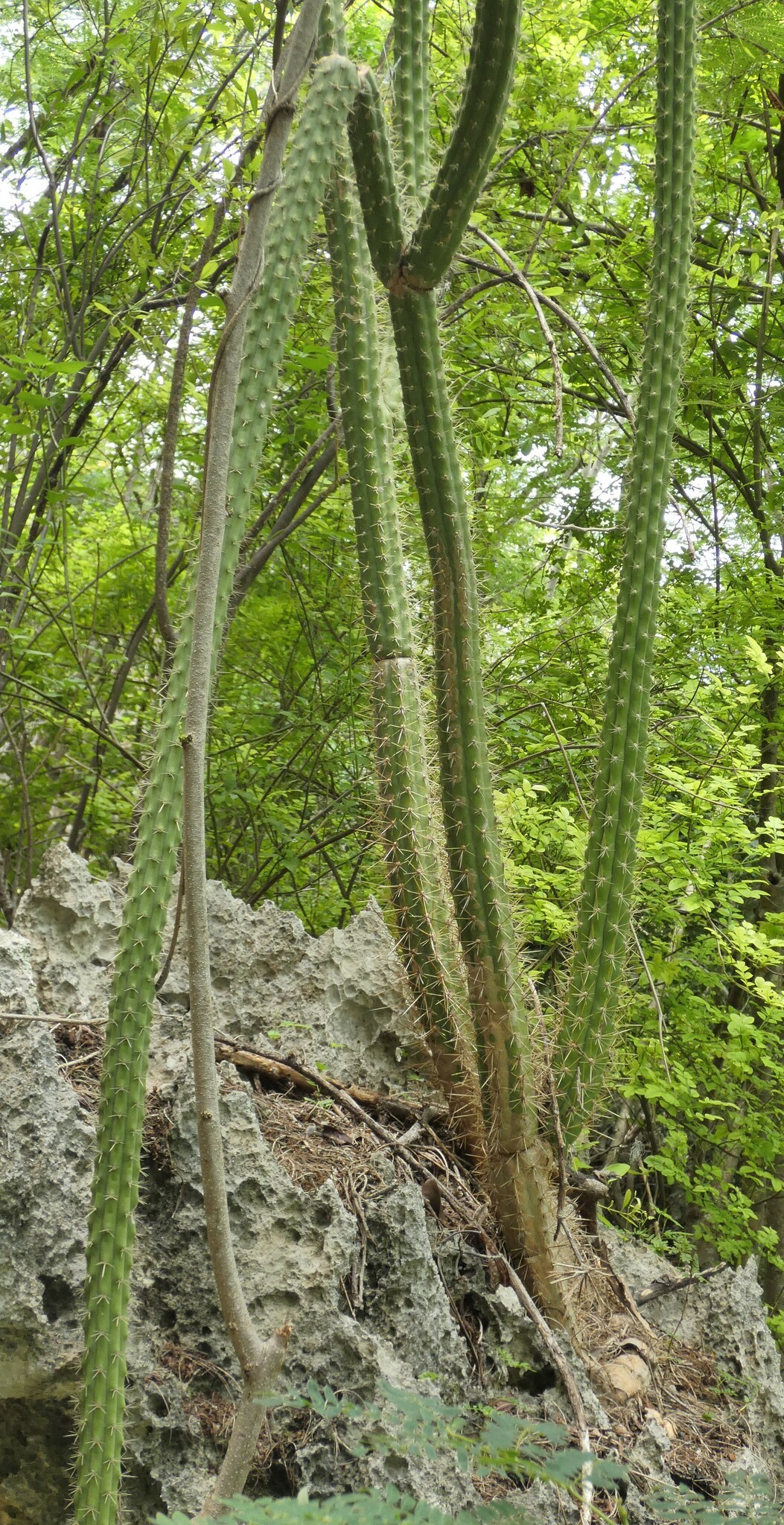Harrisia brookii