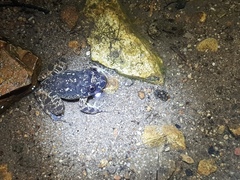 Quasipaa exilispinosa