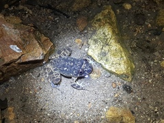 Quasipaa exilispinosa