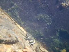 Amolops hongkongensis