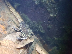 Amolops hongkongensis