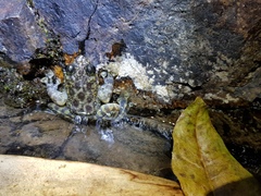 Amolops hongkongensis