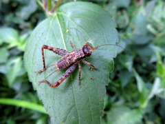 Cardiodactylus guttulus