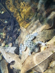 Amolops hongkongensis