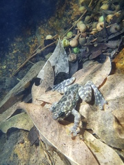 Amolops hongkongensis