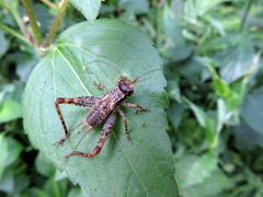 Cardiodactylus guttulus