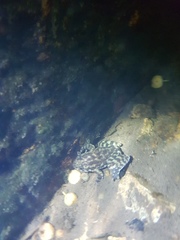 Amolops hongkongensis