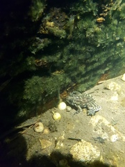 Amolops hongkongensis