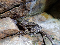 Amolops hongkongensis