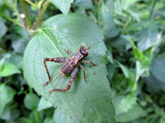 Cardiodactylus guttulus