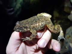 Quasipaa exilispinosa