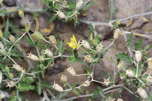 Image of Mentzelia mexicana by (c) Michelle W. （鍾偉瑋）, some rights reserved (CC BY)
