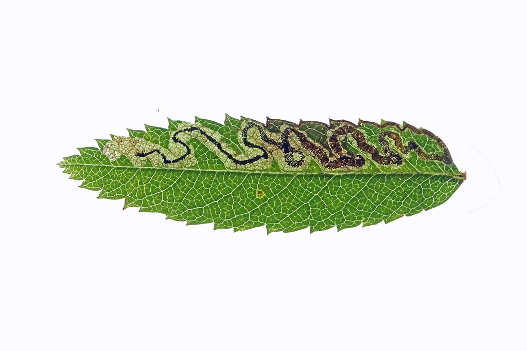 Common Rowan Pigmy