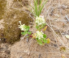 Stackhousia spathulata