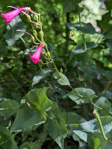 Image of Penstemon pseudospectabilis by (c) Grant Mullen, some rights reserved (CC BY-SA)