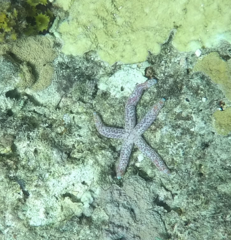 Tridacna noae