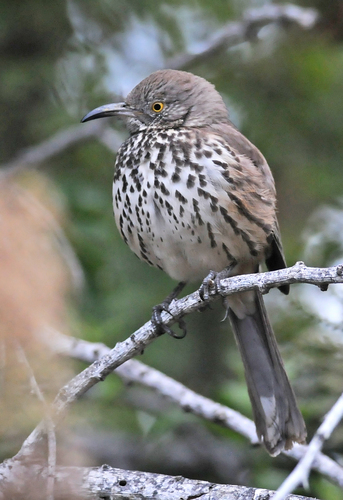 Gray Thrasher